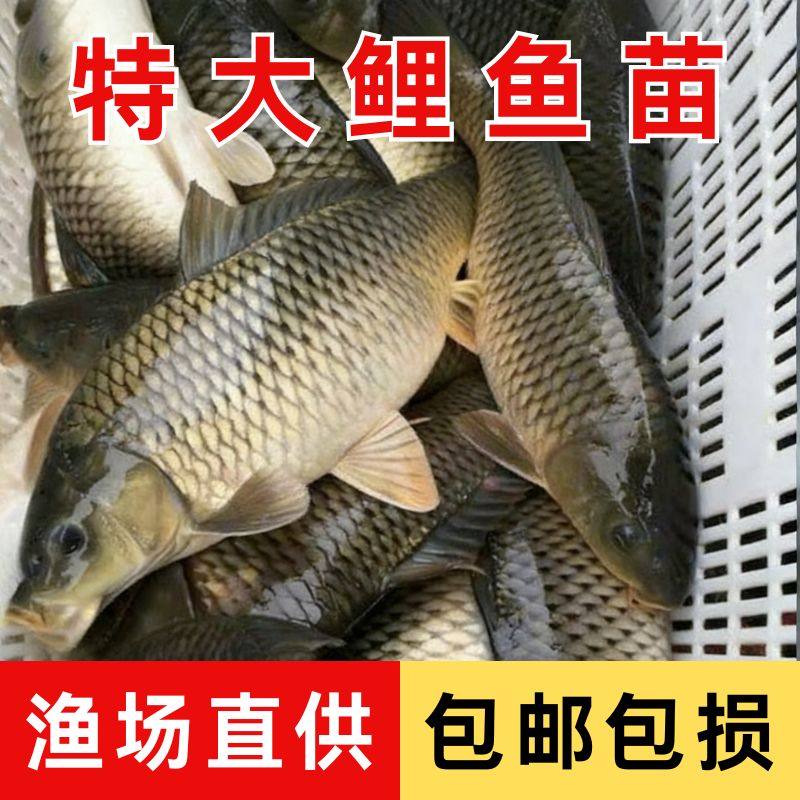 特大鲤鱼苗淡水养殖四大家鱼稻花鲤鱼花背稻田鲤红尾杂交建鲤鱼苗,宠物/宠物食品及用品,鱼,淘宝优惠券,粉丝福利购,淘宝优惠卷