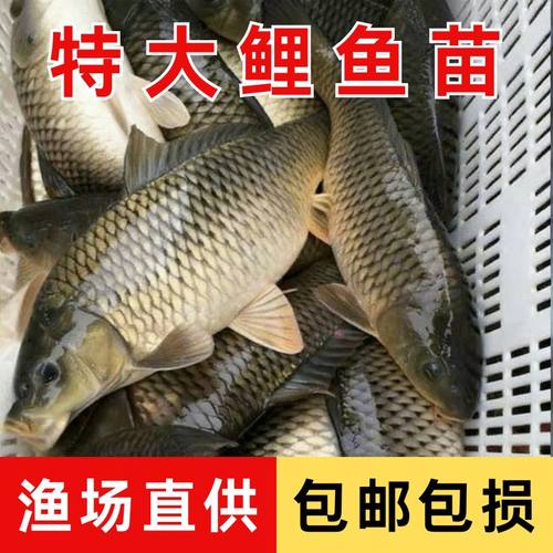 鲤鱼苗淡水养殖建鲤鱼苗稻花鲤鱼