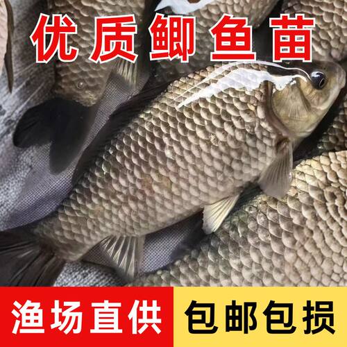 冷水淡水养殖可食用中科鲫鱼苗