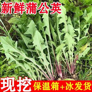 新鲜现挖蒲公英食用野生带根纯山野菜天然蘸酱菜婆婆丁苗药用嫩叶