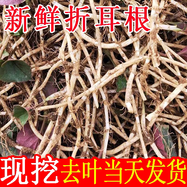 新鲜鱼腥草折耳根嫩根不带叶湖北特产洗净农家自种节节根凉拌商用