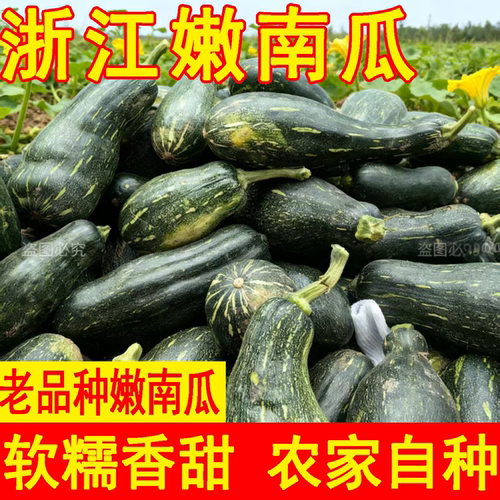 嫩南瓜新鲜蔬菜黑皮南瓜绿窝瓜嫩倭瓜青皮南瓜现摘绿南瓜农家整箱
