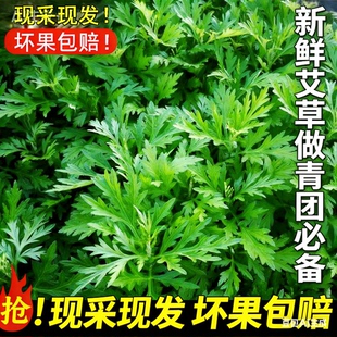 新鲜艾草浙江产地野生食用蔬菜现摘粑粑青团艾米果艾叶新鲜艾蒿