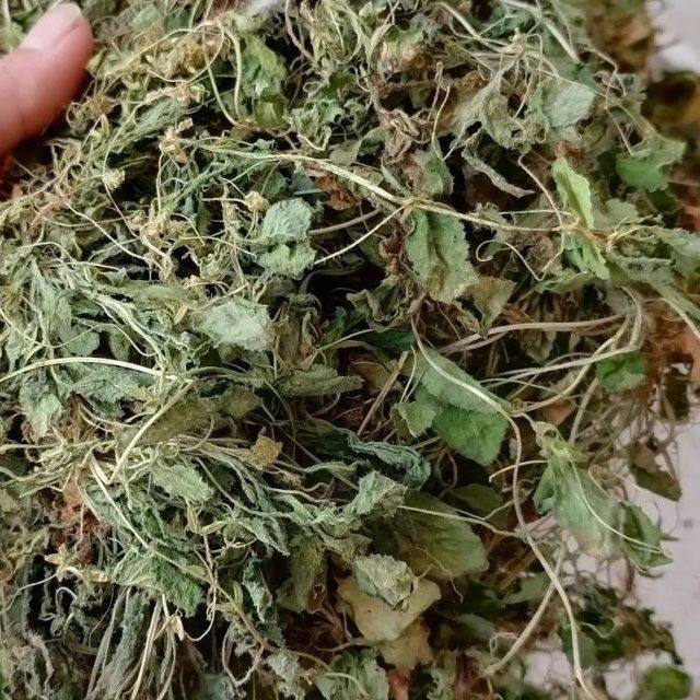 深山天然野生七星莲 中药材潮汕人参草 新货干品茶匙黄 500克晒干