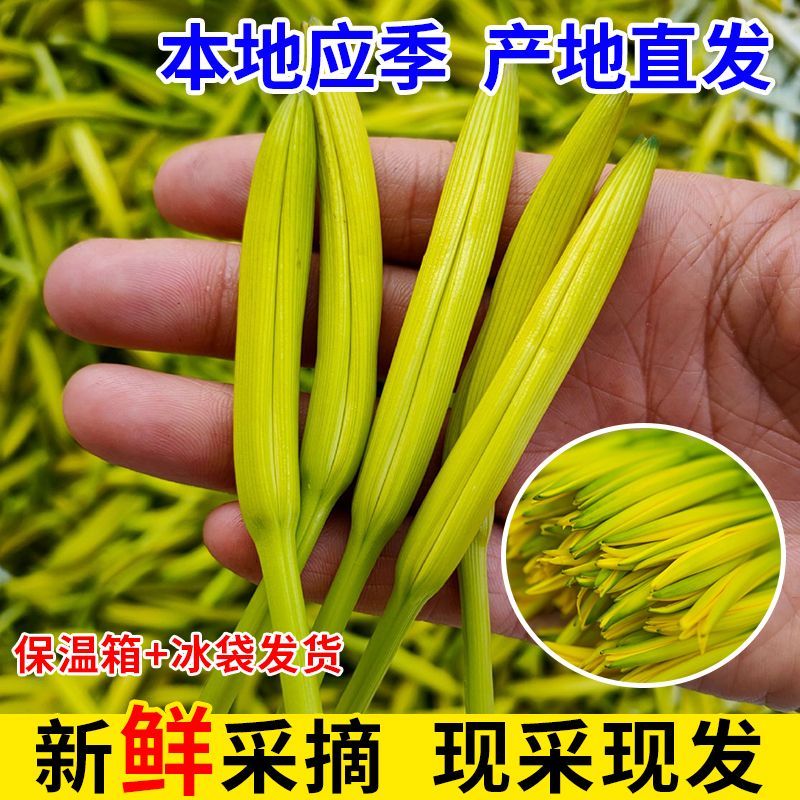 【顺丰】新鲜黄花菜现摘现发农家自种金针菜时令火锅食材凉拌菜
