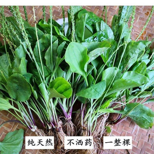 【江浙沪隔日到】野生车前草整颗车轱辘菜新鲜现挖泡茶煮水中草药