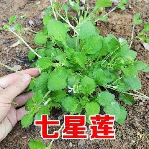 野生新鲜七星莲中药材人参草新货茶匙黄田螺香匍匐地白菜雪里青