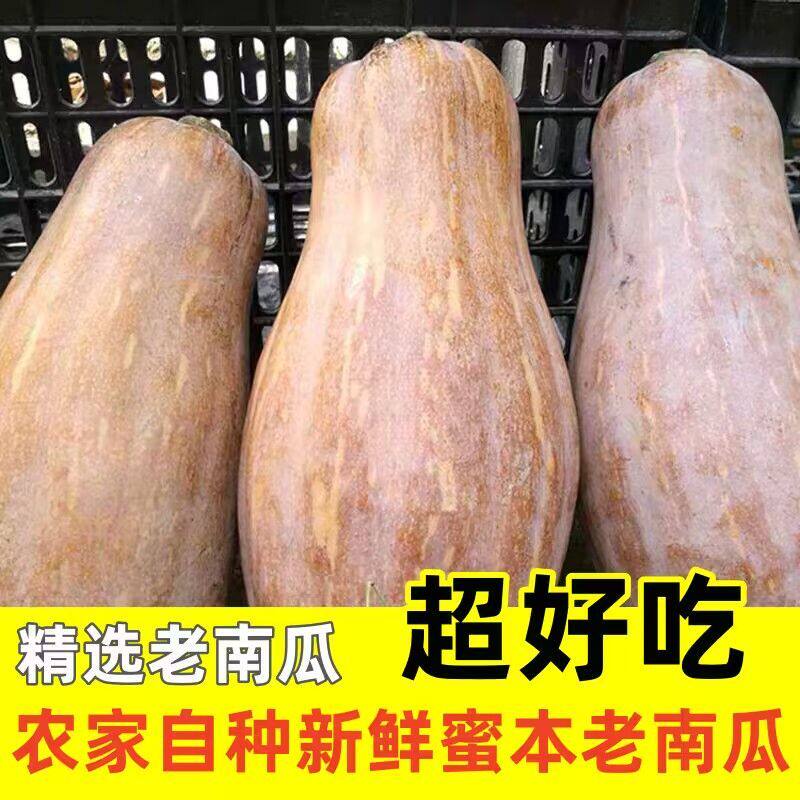 老南瓜粉糯甜新鲜老品种老黄南瓜蔬菜新鲜辅食农家自种农村长南瓜