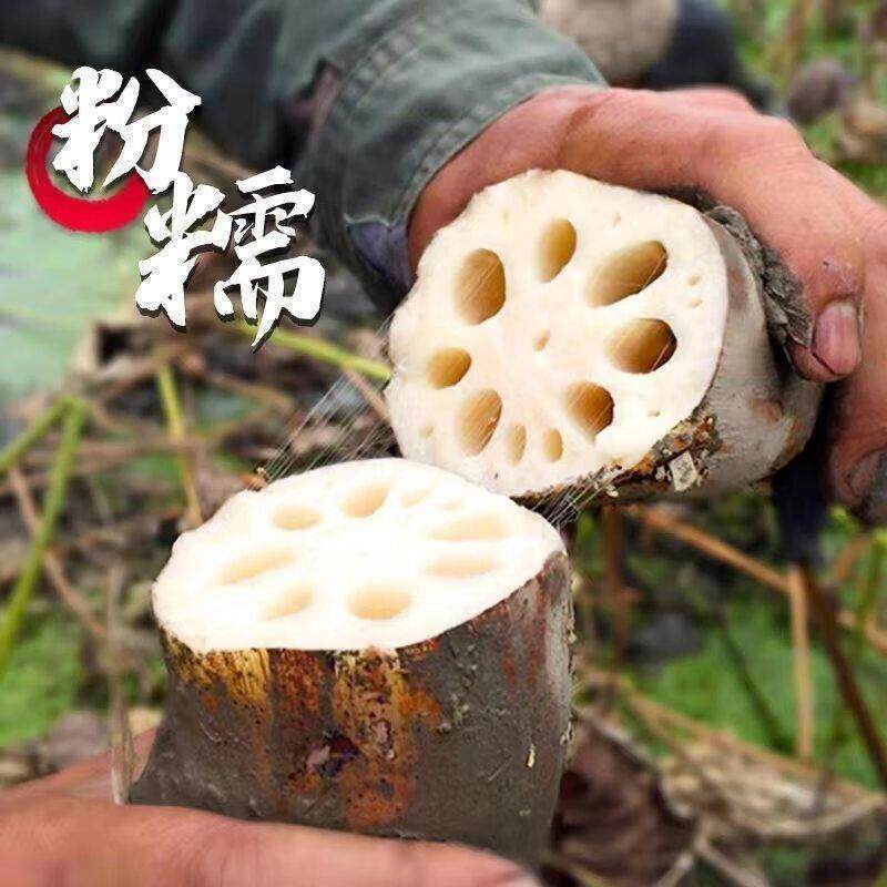 【顺丰】湖北特产洪湖粉藕煲汤藕现挖现发精选中段带泥粉糯香甜