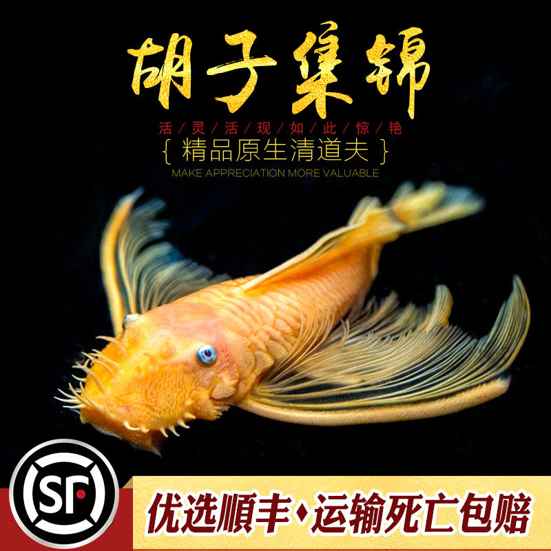 热销胡子鱼集锦热带观赏鱼小型清道夫 24K红眼蓝眼异型鱼除藻青苔