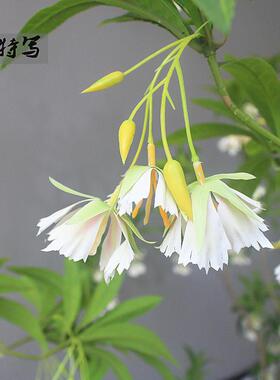 DVU仿高端真地绿植水石榕酒店名宿大客厅店铺物茶室橱窗落花艺装