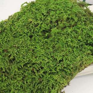 大灰藓白景材发藓苔植物鲜活藓青仿真苔藓苔造景微观配园艺草皮铺