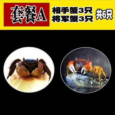 小螃蟹鲜活宠物水族淡水观赏蟹深水大型宠物蟹淡水蟹爬行鱼缸缸