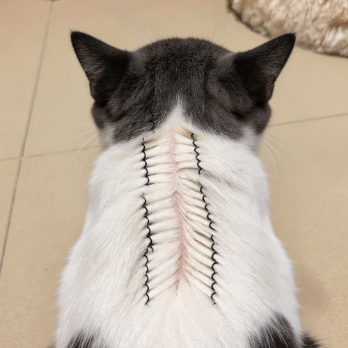 猫咪驱虫分毛夹子宠物驱虫发卡