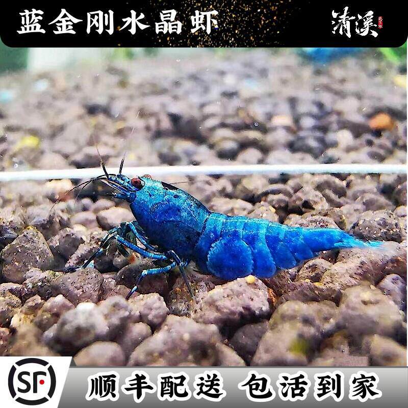 蓝金刚水晶虾淡水鱼缸除藻工具观赏鲜活大小体型宠物虾纯血包邮