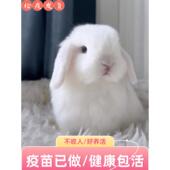垂耳兔子活物儿童宠物侏儒兔长不大小型折耳兔礼物长毛搭耳兔活体
