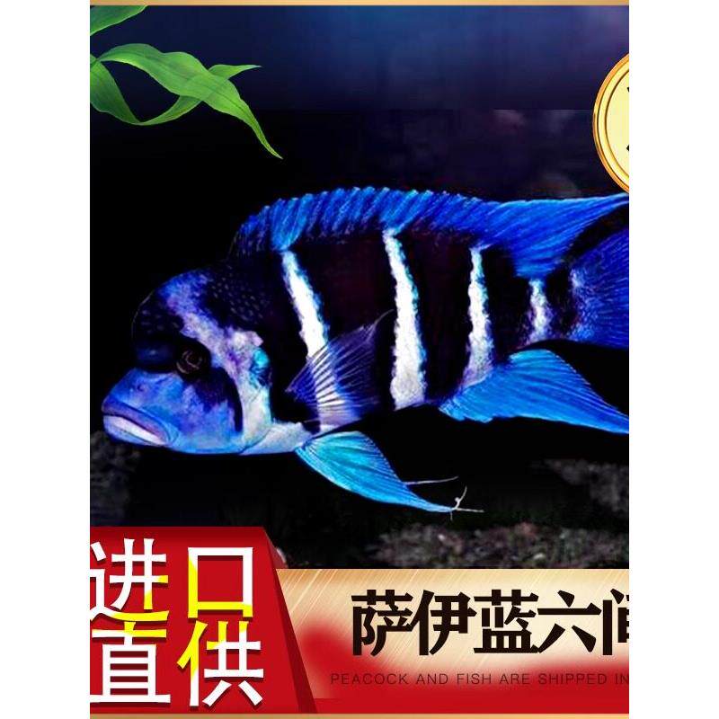 进口三湖慈鲷 萨伊蓝六间 鱼苗 坦鲷 活体 观赏鱼热带鱼萨依蓝