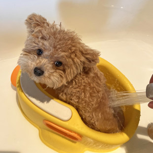 狗狗洗澡盆浴缸小型犬泰迪比熊柯基猫咪专用浴盆洗澡工具宠物用品