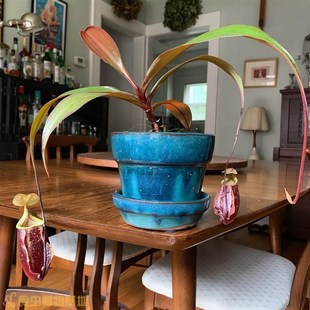 包邮 食虫植物食虫草食人花圆笼绿植 盆栽 莱弗士X辛布亚猪笼草