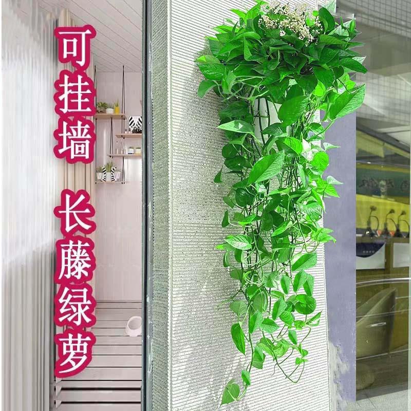 大绿萝长藤壁挂吊兰花卉盆栽爬藤吊花大叶真绿箩植物室内悬挂绿植
