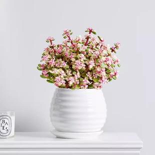 武汉绿植雅乐之舞盆栽多肉植物办公室阳台桌面小绿植室内花卉