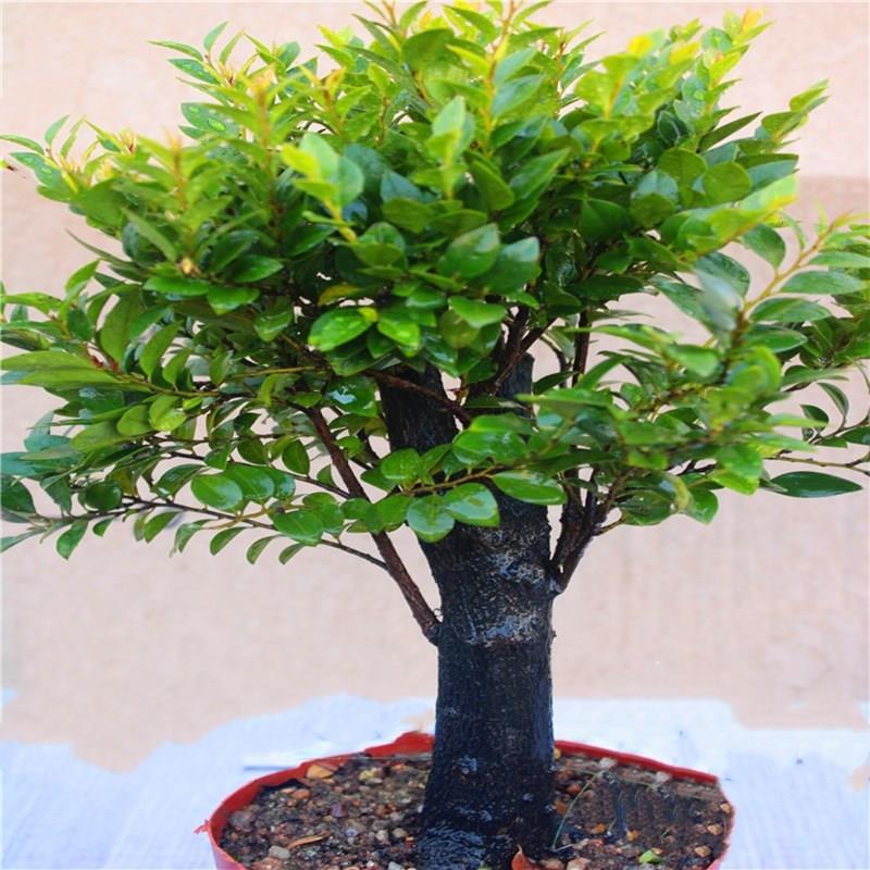 小叶紫檀盆景独桩老桩盆栽办公室内客厅桌面植物四季好养花卉绿植