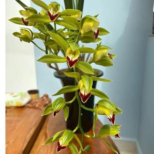 虎头兰碧玉红嘴鸥蕙兰绿鸟嘴兰花大宽叶兰花云南兰花四季常绿植物