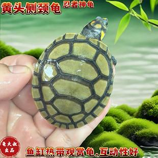 黄头侧颈龟忍者神龟深水鱼缸龟宠物龟圆澳侧颈龟小乌龟黄头苗沼泽