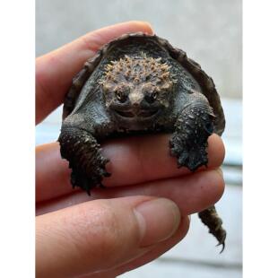 爆刺纯佛鳄苗佛罗里达拟鳄龟活体宠物观赏凶猛小乌龟佛鳄