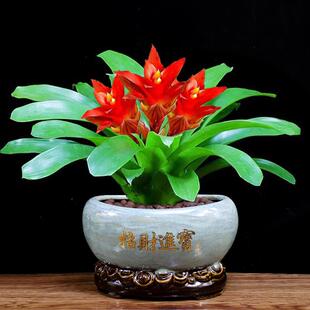 鸿运当头盆栽火鹤花办公室内花卉客厅鲜花四季开 花好养植物桌面