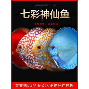 七彩神仙鱼精品观赏鱼热带鱼大中型燕鱼鸽子财神活体淡水招财好养