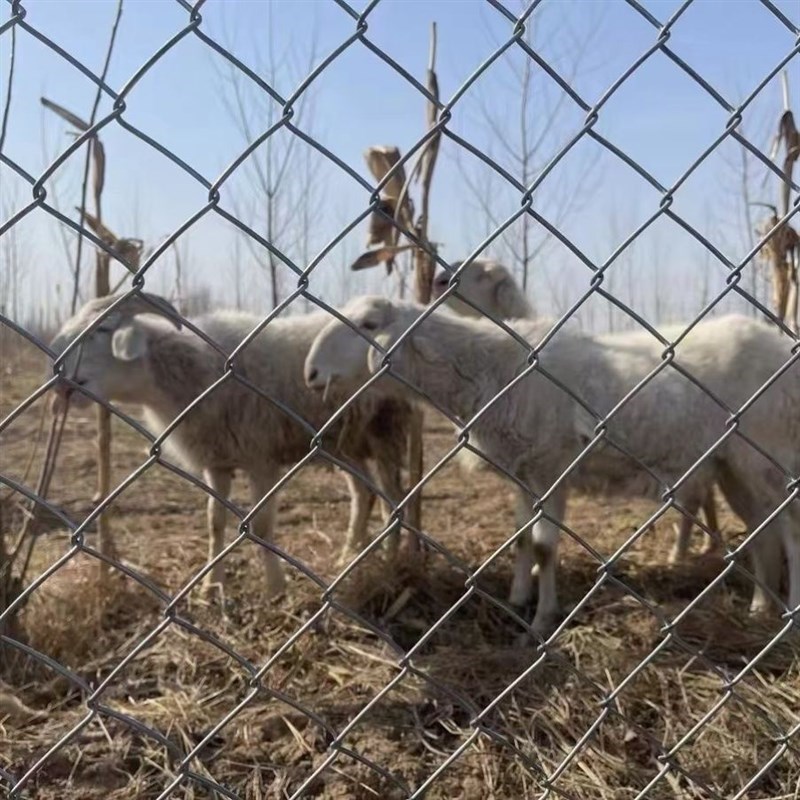 热镀锌铁丝网围栏网养鸡狗牛羊养殖网勾花网钢丝网V户外防锈防护