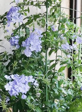 蓝雪花支架山乌龟爬藤架蔷薇爬藤支架风车茉莉爬架阳台室内花架子