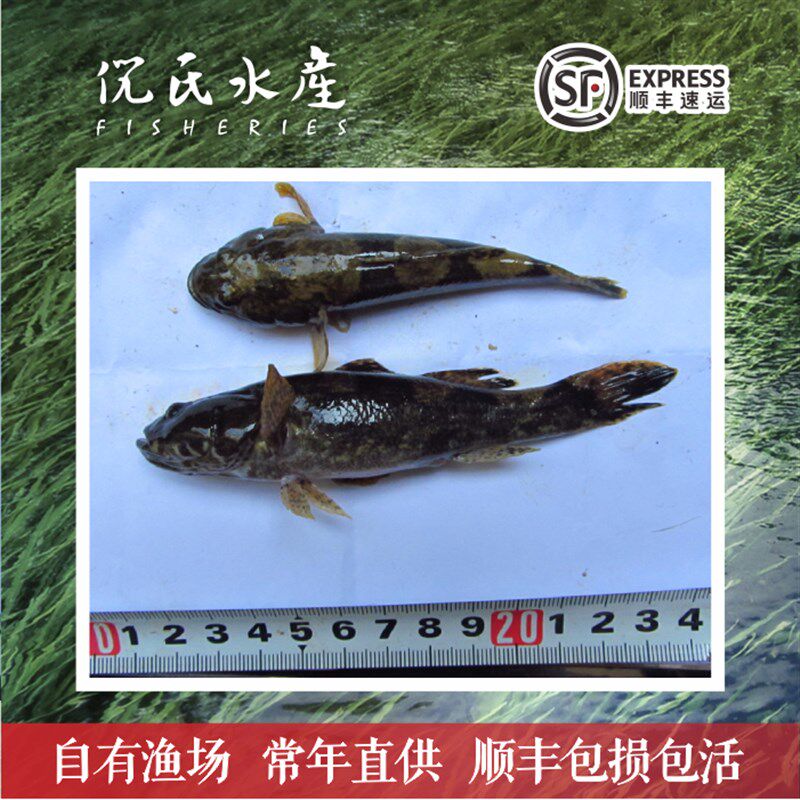 沙塘鳢鱼苗虎头鲨呆子鱼塘鳢土布鱼土才鱼虎头呆土婆鱼淡水鱼苗现