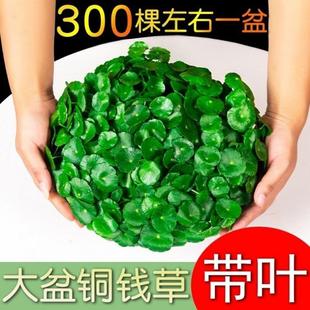 好养水培铜钱草盆栽室内室外花卉金钱草绿植易养活绿植花草植物
