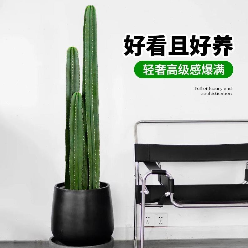 量天尺仙人柱盆栽客厅大型绿植网红仙人掌多肉落地植物室内好养活