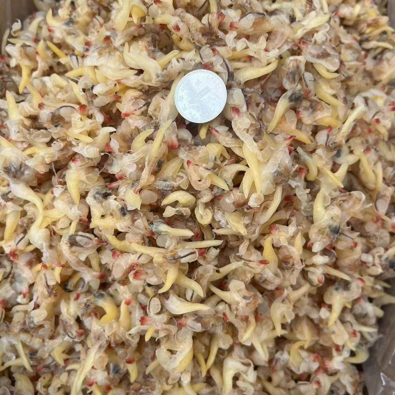 爆款零食去黄原味蛤肉蚬子蛤蜊肉海虹干威海特产炒菜做汤包饺子
