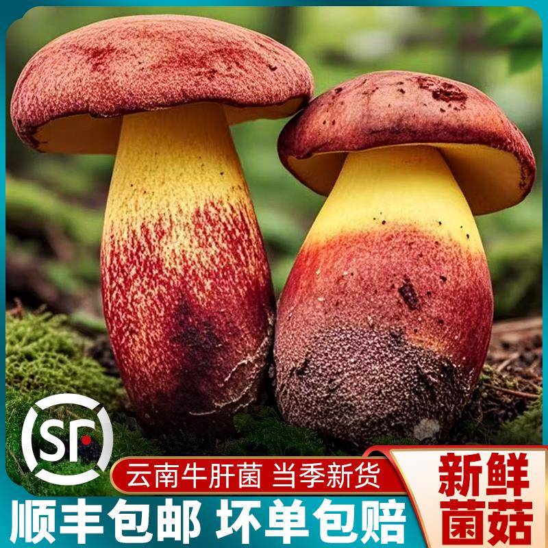 云南特产牛肝菌新鲜黑牛肝美味红葱见手青黄白食用蘑菇非野生干货