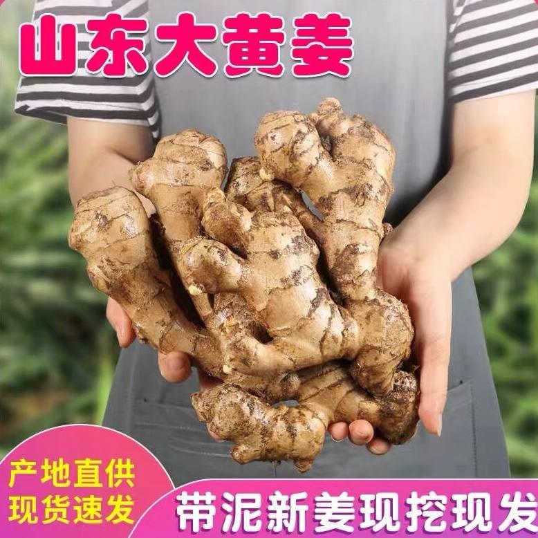 山东大姜优质生姜老姜新鲜大黄姜精品带泥生姜块老生姜老黄姜包邮