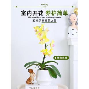 好养活文心兰鲜花绿植 蝴蝶兰盆栽带花苞花卉植物室内桌面兰花四季