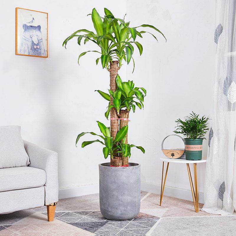 巴西木盆栽金心巴西铁树盆景室内办公室家居大型植物清新空气绿植,鲜花速递/花卉仿真/绿植园艺,绿植,淘宝优惠券,粉丝福利购,淘宝优惠卷