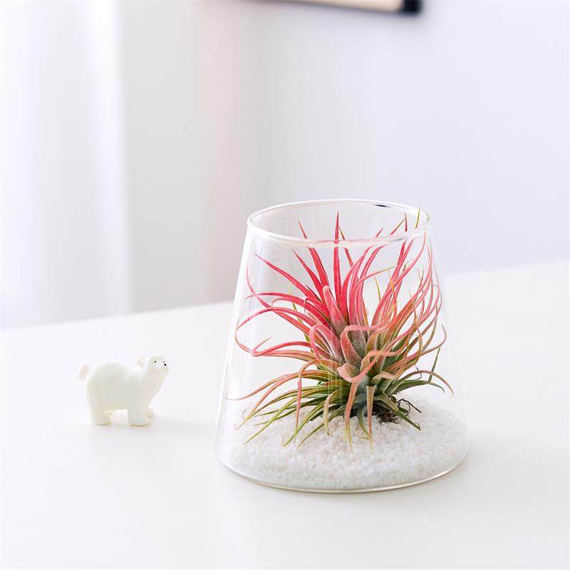 格林绿植黑凤梨喜欢你无土栽培空气凤梨生日节日创意礼物组合盆栽