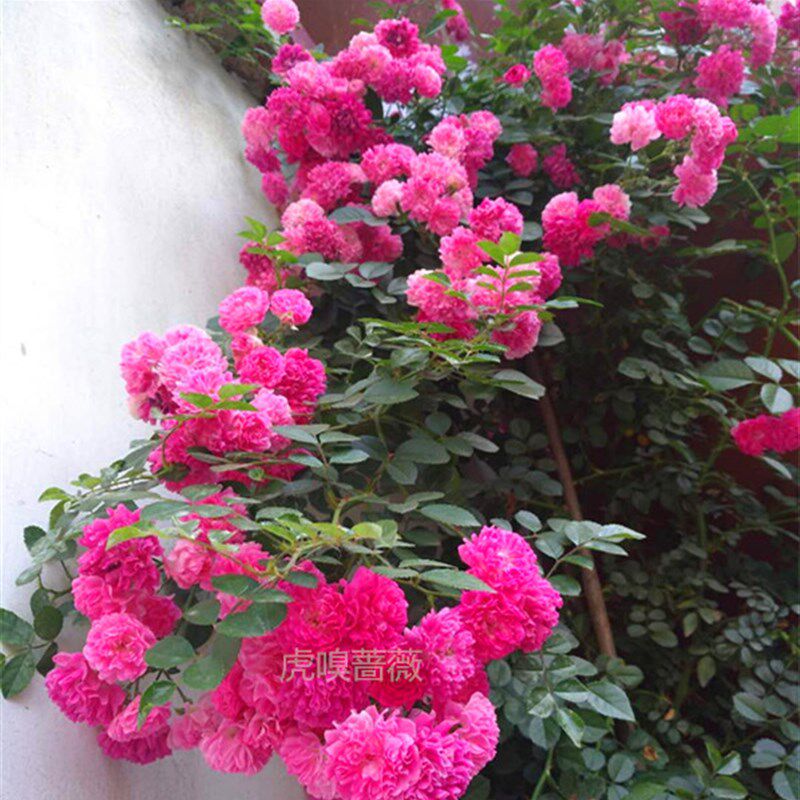 热销虎嗅梅郎珍珠红木香蔷薇花苗庭院花卉盆栽爬藤植物爆花型可围
