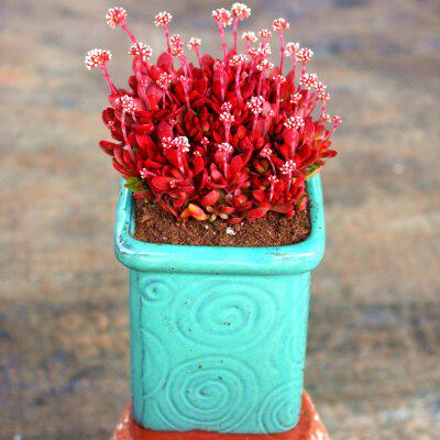 红稚儿多肉植物老桩稀有品种室内美观防辐射超大株贵货精品绿植花