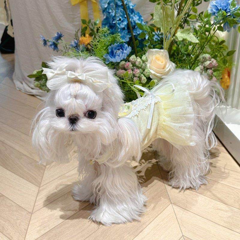 2025公主芭蕾裙宠物猫狗泰迪比熊衣服春夏吊带蕾丝蝴蝶结蓬蓬纱裙,宠物/宠物食品及用品,狗宠物服装/雨衣,淘宝优惠券,粉丝福利购,淘宝优惠卷