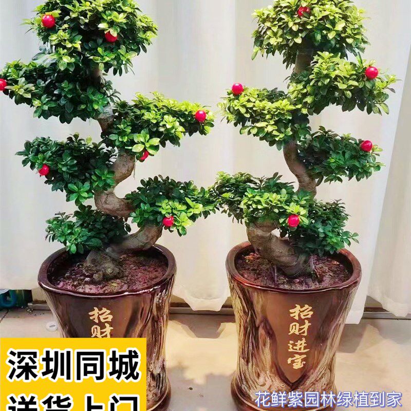 金钱榕盆栽绿植花卉老桩造型zs弯摇钱树观赏植物室外阳台绿植