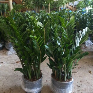 大盆金钱树盆g栽室内植物客厅钱串子净化空气办公室桌面绿植发财