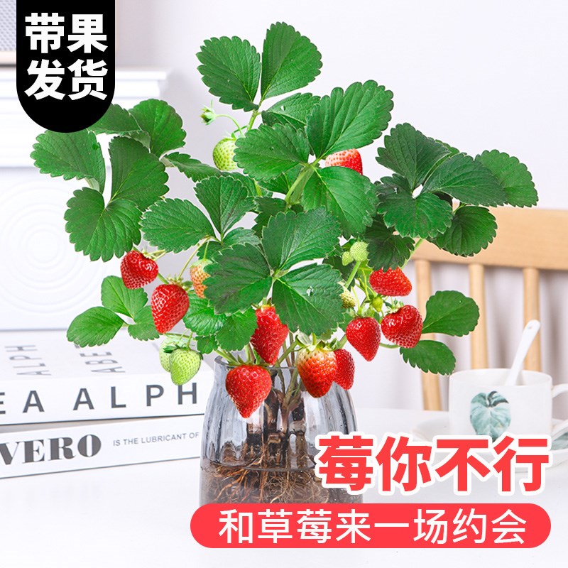 奶油草莓苗盆栽水培植物四季开花结果可食用办公室桌面绿植花卉