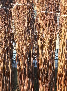 龙柳 龙柳干枝假树枝装饰白色干花龙桑装饰隔断橱窗装饰天然树枝