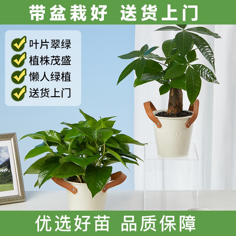 花点时间发财树正财位盆栽绿萝办公室内绿植花卉家用易养桌面盆栽